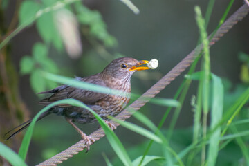 robin on a branch