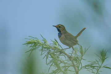 robin on a branch