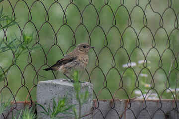 sparrow on a fence