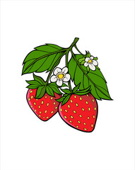 Two strawberry vector illustration