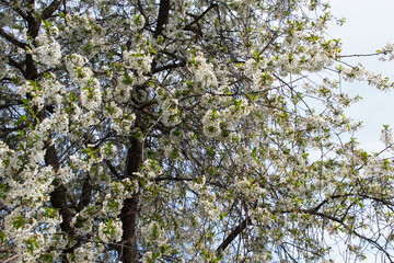 Beautiful, large cherry tree blossomed in garden with many white flowers. Lots of flowers onfruit tree, there is a result of proper care and gardening