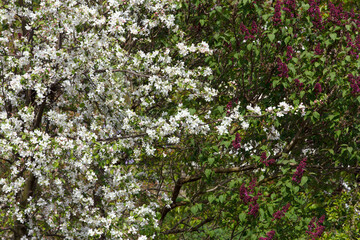 Flowering apple trees and lilacs. Beautiful delicate white apple flowers and purple lilac flowers blossomed on tree branches in garden in spring