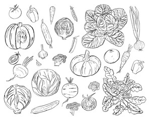 vegetables doodle set, hand drawn illustration on white background