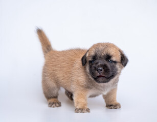 Cute newborn of puppy dog isolated on white background,  Full body standing of small brown dog