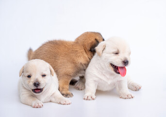 Obraz premium Cute newborn of puppy dog isolated on white background, Group of small puppy white and brown dog
