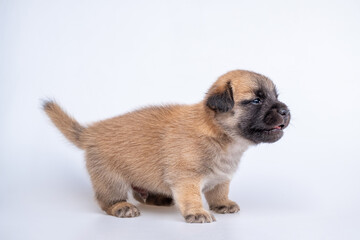 Cute newborn of puppy dog isolated on white background,  Full body standing of small brown dog