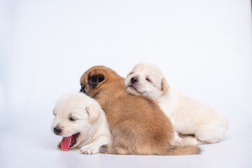 Cute newborn of puppy dog isolated on white background, Group of small puppy white and brown dog