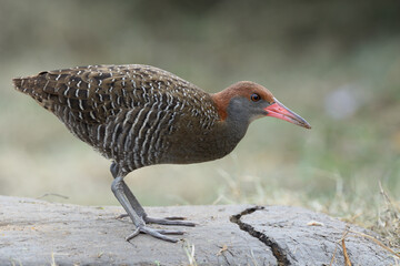 Slaty-breasted Rail