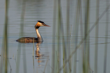 great crested grebe in water
