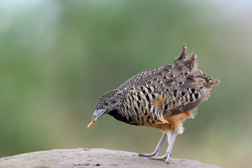 Female of Barred Buttonquail
