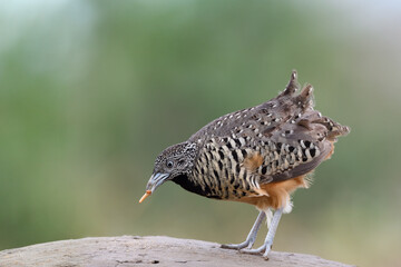 Female of Barred Buttonquail