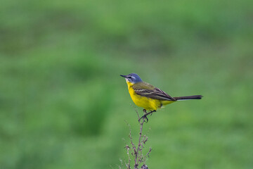 yellow wagtail on a grass