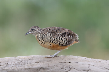 Male of Barred Buttonquail