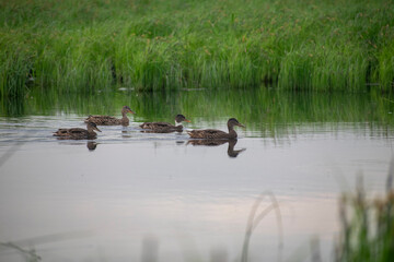 ducks on the lake
