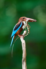 White-throated Kingfisher