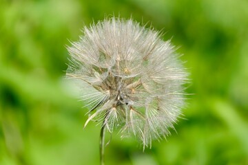 Nahaufnahme eines verblühten Wiese-Bocksbarts.