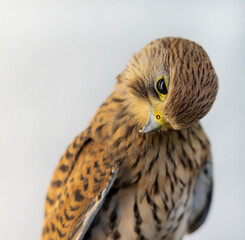 Falcon kestrel. Female bird of prey. Animal