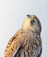 Falcon kestrel. Female bird of prey. Animal