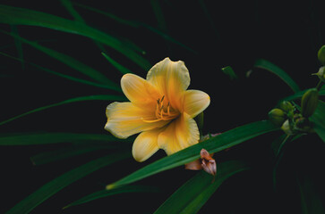 yellow lily on black background