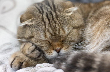 Naklejka na ściany i meble Sleeping tabby cat. A very cute animal.