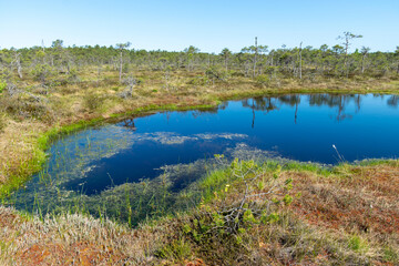 Obraz premium bog landscape, spring-colored bog vegetation, small bog lakes, islands covered with small bog pines, grass, moss