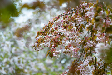 Wassertropfen und Tau auf Kirschblüten und Blättern der Japanischen Zierkirsche vom Nebel an einem Morgen im Frühling, Bayern, Deutschland