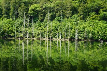 新緑の水鏡と立ち枯れの木々