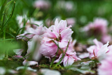 Obraz premium Weisse und Rosafarbene welke Blütenblätter der Japanischen Zirkirsche liegen auf dem Boden unter dem Kirschbaum