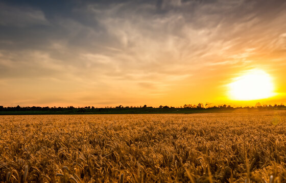 Wheat field at sunset beatiful sky Background Generative Ai © Thanakorn