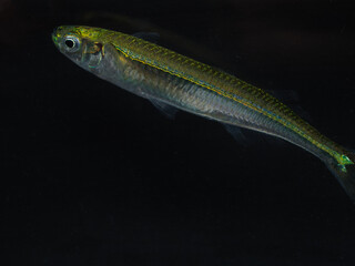 ギンイソイワシ