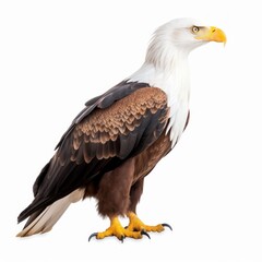 Obraz premium African Fish Eagle Savanna Animal. Isolated on White Background. Generative AI.