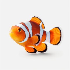 Clownfish Water Animal. Isolated on White Background. Generative AI.