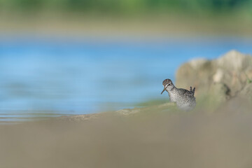 Fine art portrait of wood sandpiper with blue lake on background (Tringa glareola)