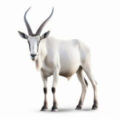 Oryx Savanna Animal. Isolated on White Background. Generative AI.