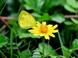 Beautiful blooming flower in garden 