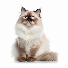 Sitting Himalayan Cat. Isolated on Caucasian, White Background. Generative AI.