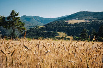 Wheat field in summer in Saint Nazaire le Desert, in the Diois region. Drome, south of France