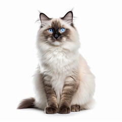 Sitting Ragdoll Cat. Isolated on Caucasian, White Background. Generative AI.