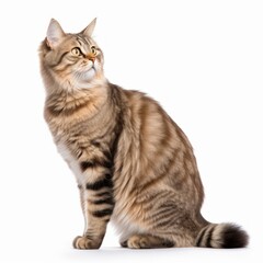 Standing American Bobtail Cat. Isolated on Caucasian, White Background. Generative AI.