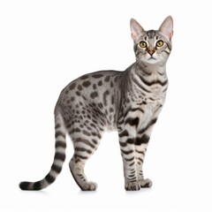 Standing Egyptian Mau Cat. Isolated on Caucasian, White Background. Generative AI.