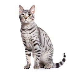 Standing Egyptian Mau Cat. Isolated on Caucasian, White Background. Generative AI.