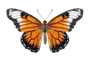 Fototapeta premium Romantic Flutter. Beautiful Butterfly in Nature, Isolated on White Background