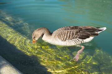 Close up photo of geese eating underwater.