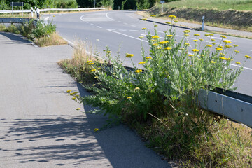Goldgarbe am Straßenrand, (Achillea filipendulina) © Niko Troebst