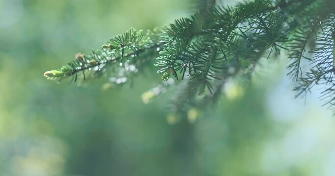 Close up spruce on green bokeh forest background, wind swaying in summer sunlight. Fresh pine branch. Clean ecology of nature. Evergreen fir trees in pure environment. Evergreen coniferous tree. 4k 
