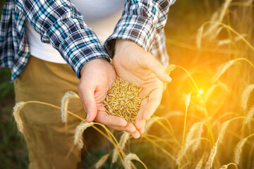 Male hands showering golden wheat grains. Abundant harvest cradled in farmer's palms. Bountiful...