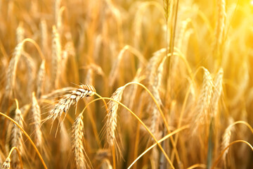 A captivating yellow wheat background design showcasing golden spikelets of wheat in a field at sunset. Symbolizing the beauty of agricultural harvest and the growth of nature. Closeup