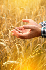 A man holds golden wheat ears amidst a ripening field, inspecting the quality of the grain on the spikelets. Closeup shot from a side view