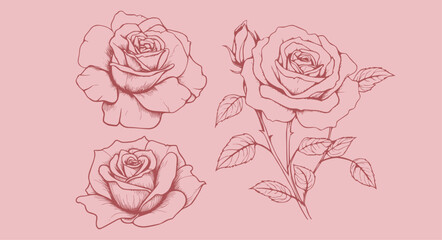 illustration of 3 rose in botanical illustration style