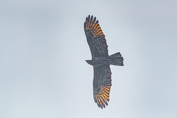 A Honey Buzzard